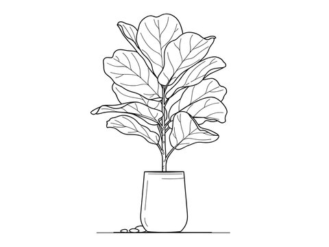 Large potted fiddle leaf fig plant drawing