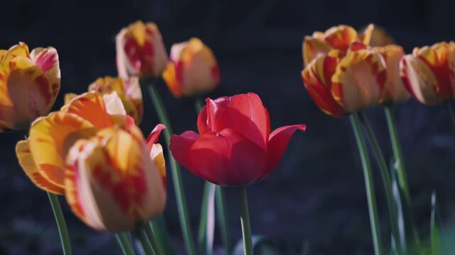 Red and yellow striped tulips swaying in the wind against dark background, spring flowers blooming in garden