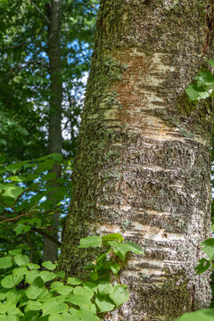 Betula pubescnes Moor-Birke, Stamm