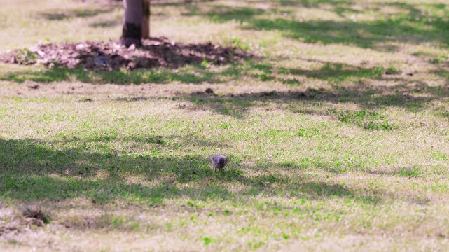 a small wild bird walks and actively forages for food on a green grass lawn partially covered by tree shadows in a park