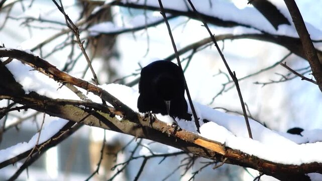 A bird on a branch is eating in winter