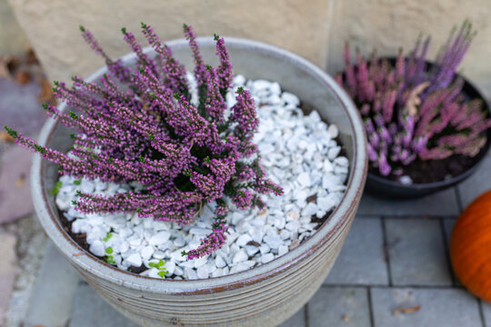 Common heather (Calluna vulgaris) with dense purple-pink flower spikes grows in a round ceramic planter filled with white decorative gravel. Another potted heather stands behind, illustrating autumn c