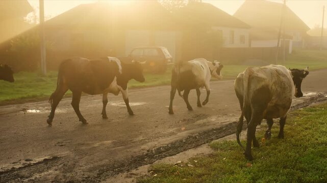 Cows walk along a misty rural road. Soft golden light filters through morning haze. Village houses fade into gentle fog behind them. They move calmly, unbothered by the quiet path
