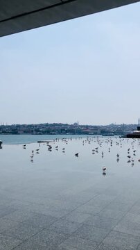 Cinematic vertical video of seagulls on a wet reflective pier with the iconic Istanbul city skyline and historic mosques in the background.