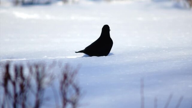 A bird is playing in the snow
