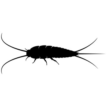 Black and white silverfish insect vector silhouette for infographics