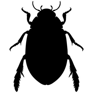 Minimalist black and white diving beetle vector illustration for