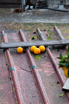 Oranges resting on a red metal roof with green leaves in an outdoor urban setting
