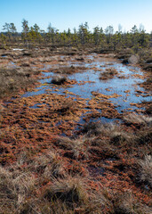 beautiful colors of the bog in the sunset light, bog lake and pine trees, traditional bog vegetation © ANDA