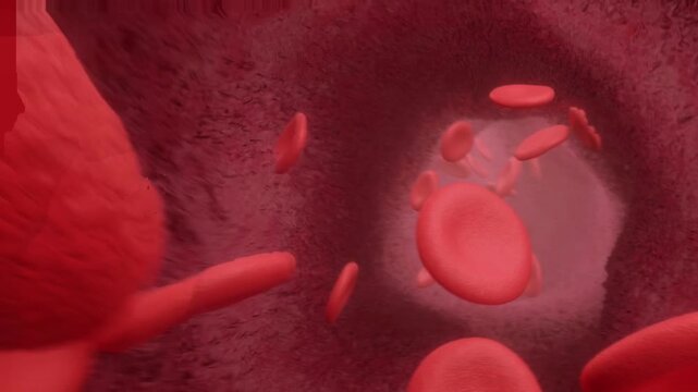 Camera following red blood cells flowing through a blood vessel in 3D animation