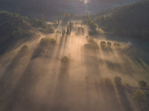 bosque envuelto en nieblas de amanecer con rayos de sol entrando