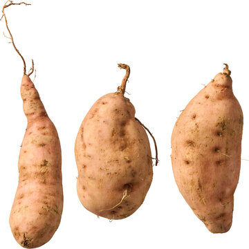 raw sweet potatoes isolated white background, unpeeled root vegetables in close-up view