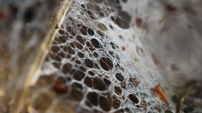 View of a delicate spider web with intricate geometric patterns and small bits of organic debris in the Jura mountains, Mijoux, Auvergne-Rhone-Alpes, France.