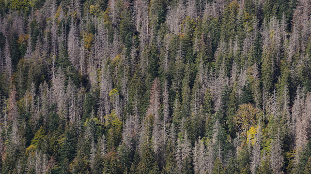 View of dying spruce trees in the Foret du Massacre showing the impact of drought on the forest canopy in Lajoux, Bourgogne-Franche-Comte, France.