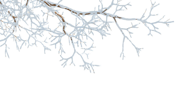 snow covered branches isolated on transparent