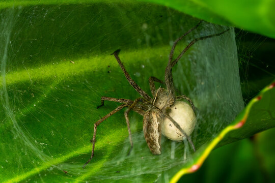 Nursery Web Spider - Pisaura mirabilis, beautiful small ground spider from European forests and meadows, Zlin, Czech Republic.