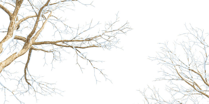 branches of a tree in winter on white