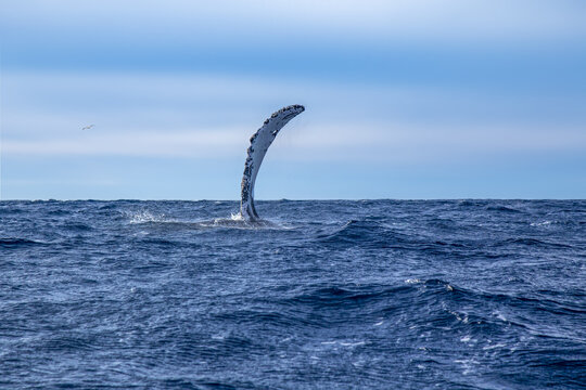 View of a humpback whale pectoral fin slapping the surface of the deep blue ocean in San Jose del Cabo, Baja California Sur, Mexico.