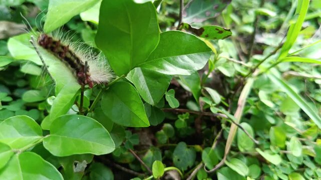 Close up of caterpillar transforming into moth on green leafy plant