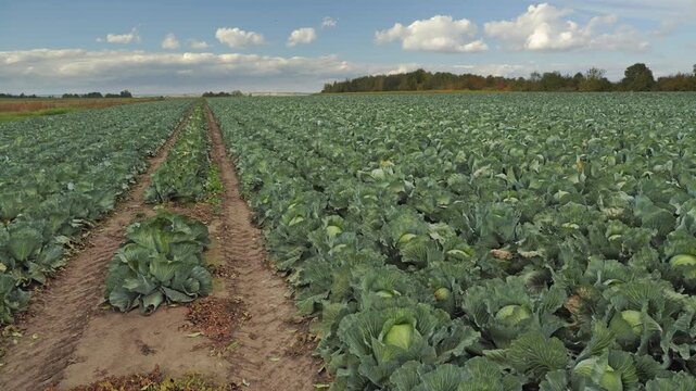 Expansive rural cabbage field with orderly rows of leafy green vegetables stretching to the horizon under a blue sky, conveying agriculture, harvest season, and peaceful countryside production.