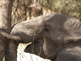 elefante disfrutón rascándose © Pablo