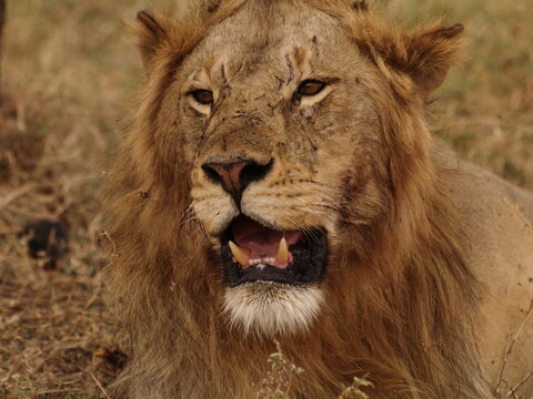 le&oacute;n macho close up
