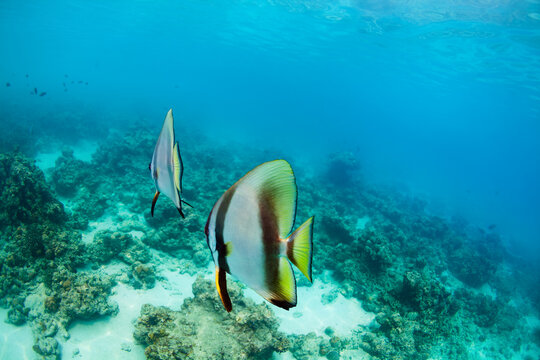 Platax teira known as teira batfish on coral reef in Indonesia. Tropical underwater wildlife, summer travel, marine biodiversity, Indo-West Pacific, Malay archipelago ecosystem.