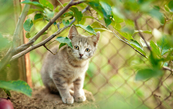A beautiful portrait of a small gray kitten in a summer garden., lovely pets concept