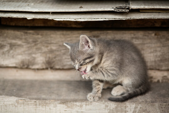 A small gray homeless kitten sits on a wooden plank and licking paw