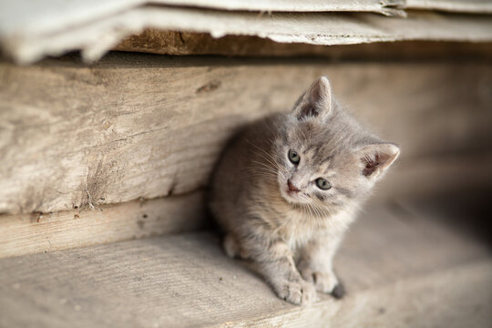 portrait of gray homeless kitten sits on a wooden plank; street animal concept