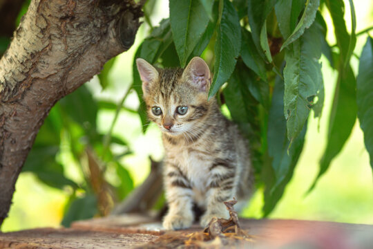 little cat in sunlight on background of green leaves in summer garden