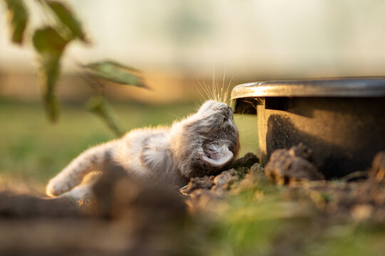 beautiful gray kitten lying in the summer garden in sunshine reaching with its nose toward a flowerpot