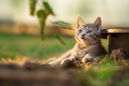 beautiful gray kitten lying in the summer garden in sunshine