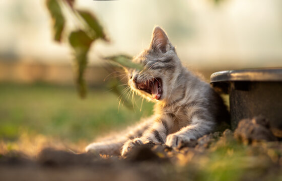 beautiful gray kitten lying in the summer garden in sunshine and yawning