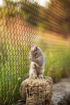 A small gray kitten sitting on a stone in the summer garden and licking paw, lovely pet concept