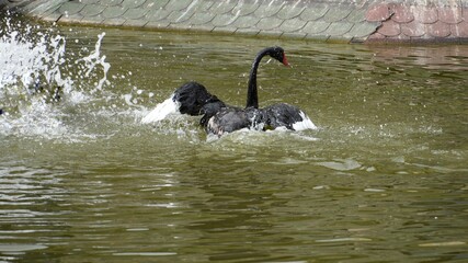 A black swan with open wings on the lake. © Carmen
