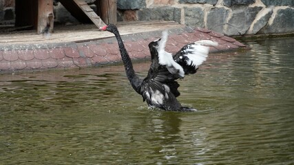 A black swan with open wings on the lake. © Carmen