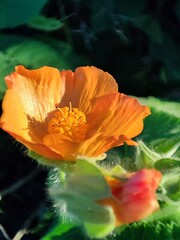   Abutilon grandifolium. Malva de India. Malvavisco. Malva de monte.  © mentafresca