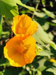 Abutilon grandifolium. Malva de India. Malvavisco. Malva de monte.  © mentafresca