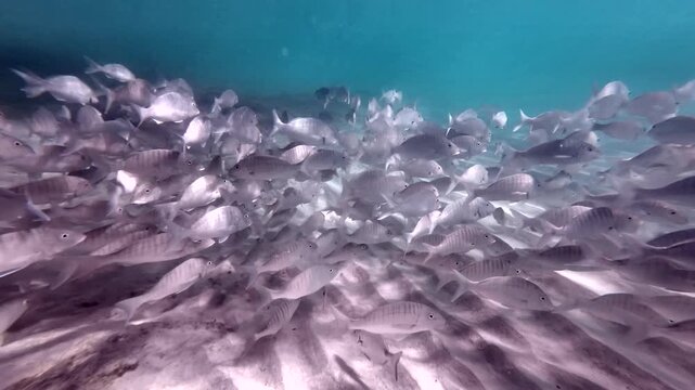 Fischschw&auml;rme beim Schnorcheln an der Felsk&uuml;ste von Fuerteventura, Unterwasseraufnahme, Naturerlebnis, Tauchen