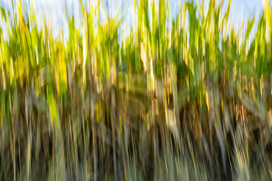 An abstract background. Movement. Blurred green cornstalks against a blue sky. The ICM technique, which involves intentionally moving the camera
