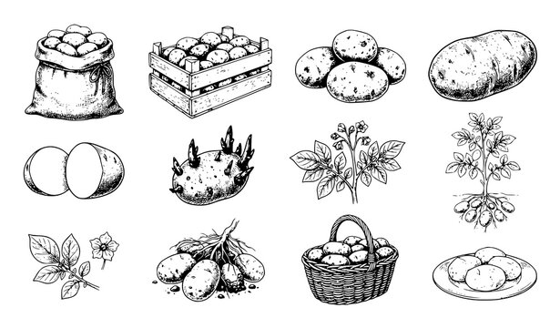 Vintage Potato Plant and Fresh Harvest Hand Drawn Engraving Set