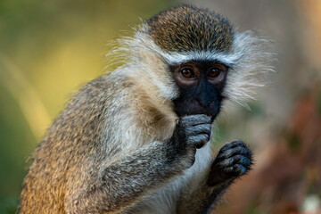 portrait of a monkey © Hector