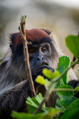 portrait of a monkey © Hector
