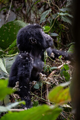 baby gorilla in Uganda © Hector