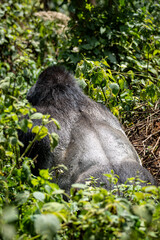 silver back in Uganda © Hector