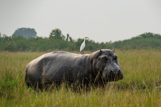 Portrait of an hippo in Africa