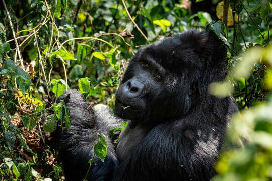 portrait of a gorilla in Uganda