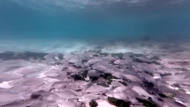Fischschw&auml;rme beim Schnorcheln an der Felsk&uuml;ste von Fuerteventura, Unterwasseraufnahme, Naturerlebnis, Tauchen