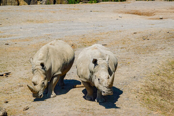 View of two white rhinoceroses standing in their enclosure at Dublin Zoo, Dublin 8, County Dublin, Ireland. © Travel 'n' Lifestyle